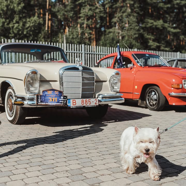 В Латвії відмітили 50-річчя Латвійського клубу класичної техніки видовищним ретро пробігом В суботу 13 серпня біля Риги 🇱🇻 відбувся міжнародний зліт ретро автомобілів та мотоциклів - Riga Retro 2022 - 5